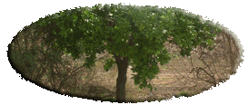 גיזום עצים צעירים