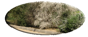 הצמחיה בגבול המזרחי ובגבול הדרומי של ההרחבה