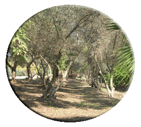 שדרת הכפר